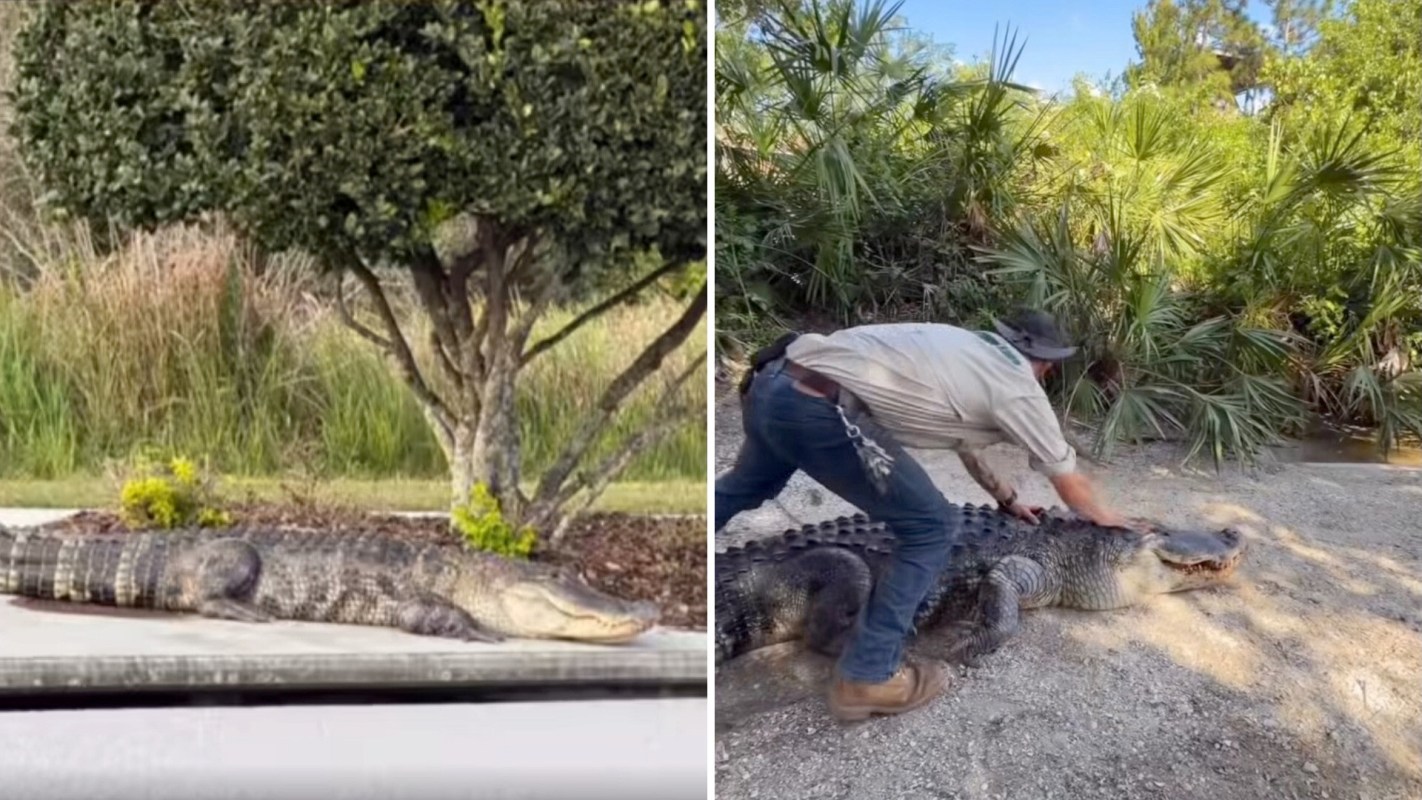 An 11-foot rescue alligator.