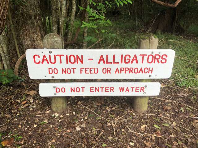 A warning sign advises caution about alligators, prohibiting feeding, approaching, or entering the water.