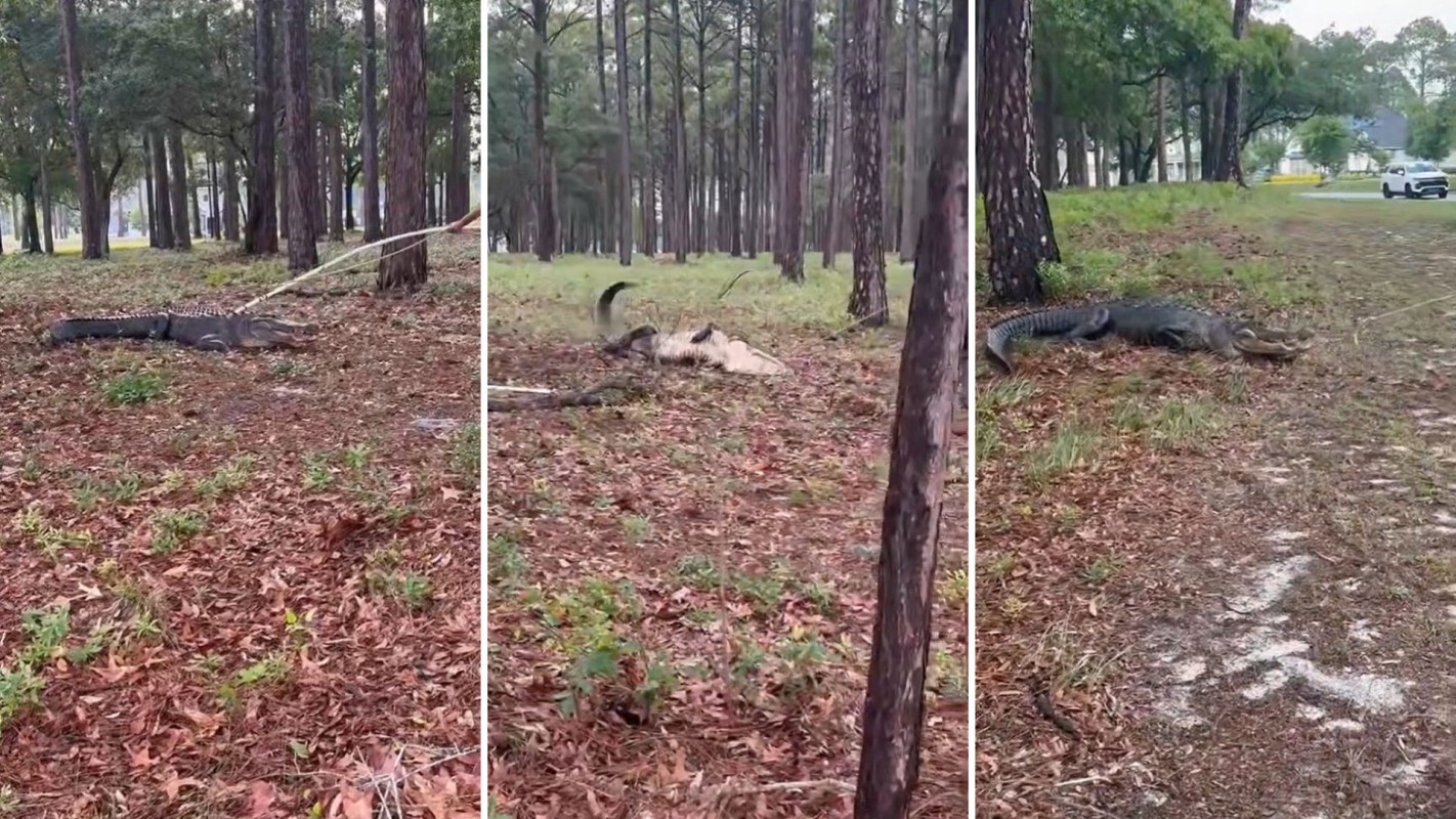 Officers and rescue workers securing and removing an alligator.