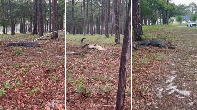 Officers and rescue workers securing and removing an alligator.