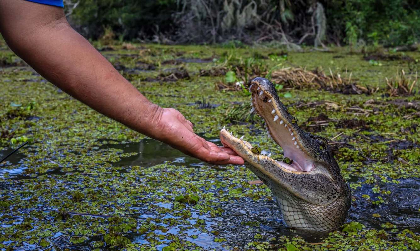 A hand reaches out to a crocodile emerging from a pond covered in green water plants.