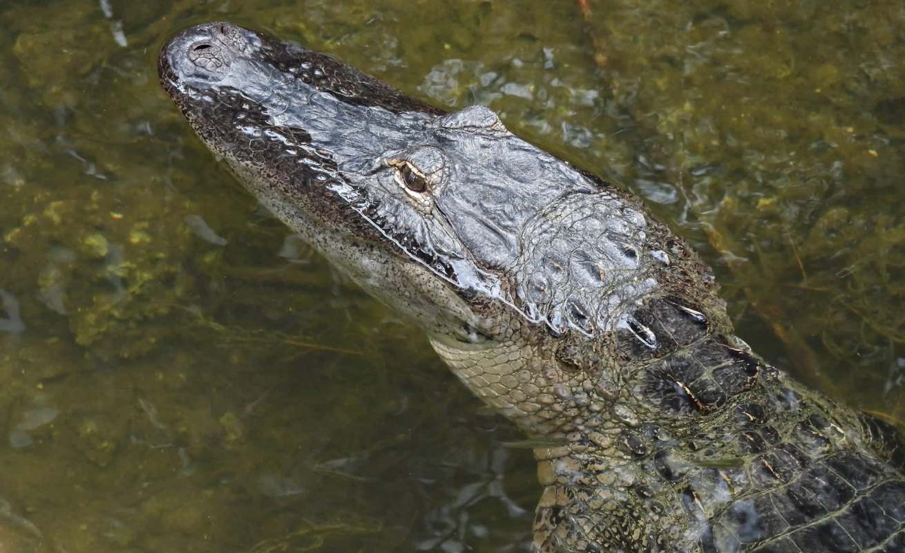 An alligator partially submerged in water with its head above the surface.