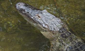 An alligator partially submerged in water with its head above the surface.