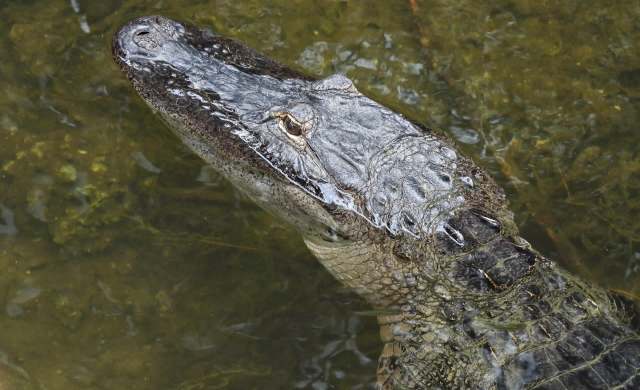 An alligator partially submerged in water with its head above the surface.