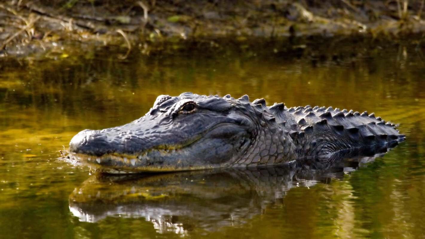 An alligator partially submerged in water with reflections of its surroundings.