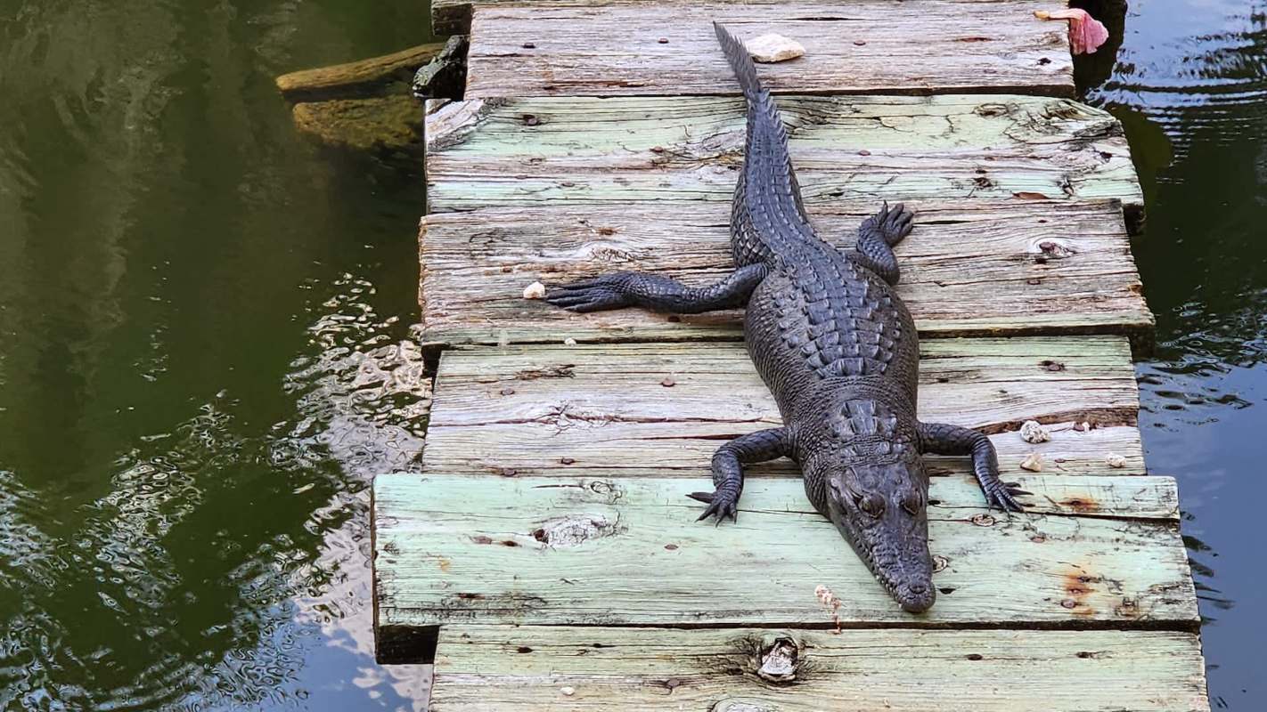 A crocodile rests on a wooden pier by the water.