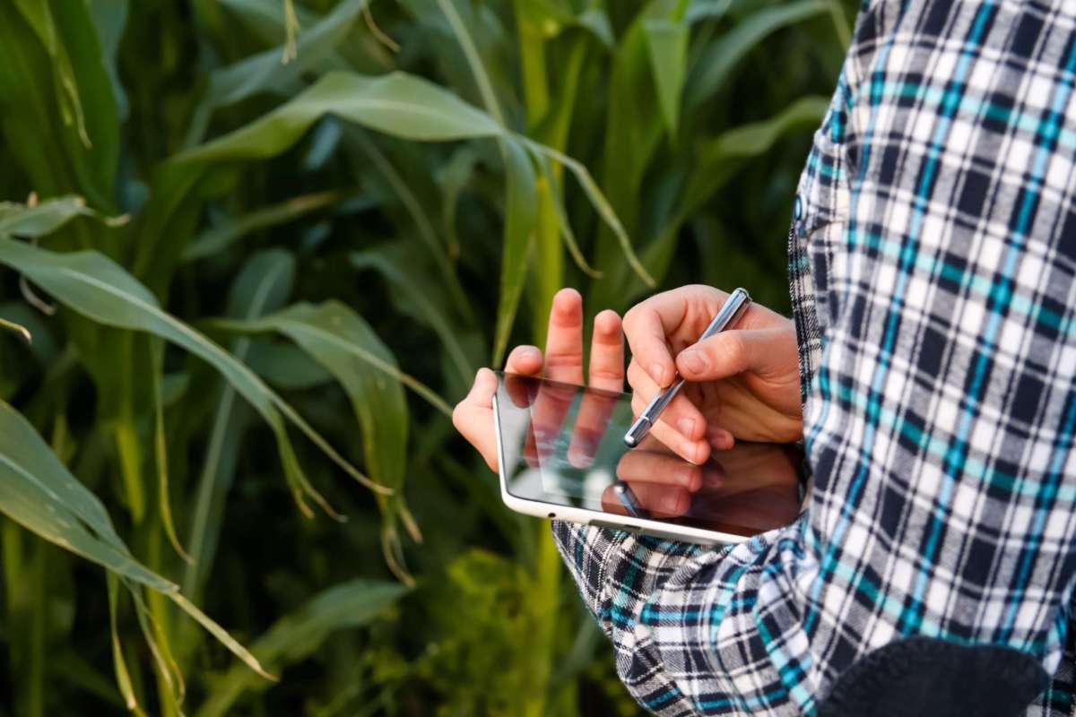 A person using a tablet in a field of tall green plants.