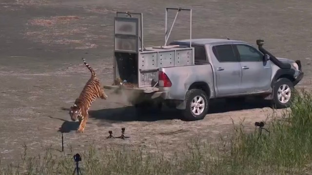 A tiger exits the back of a pickup truck on a dirt landscape.
