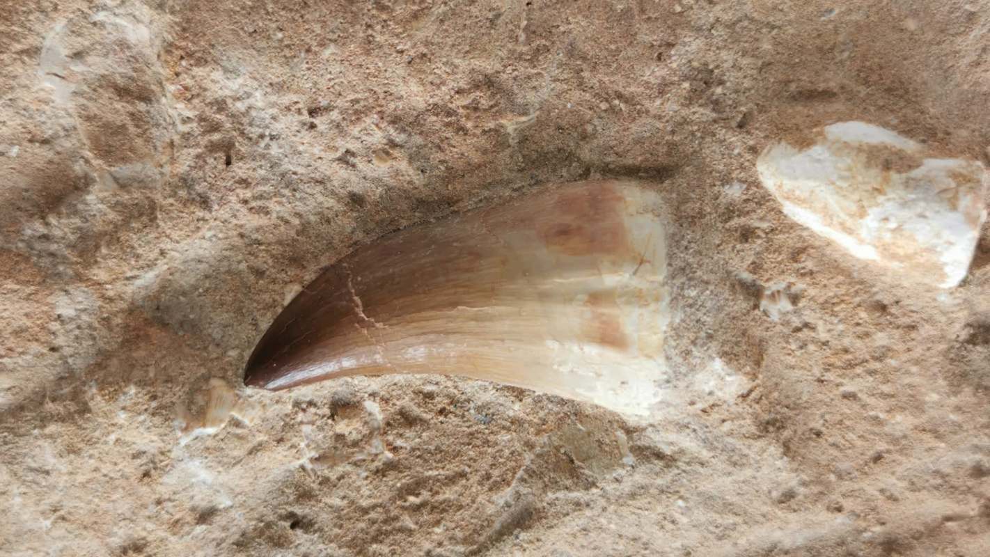 A fossilized tooth embedded in light-colored rock.