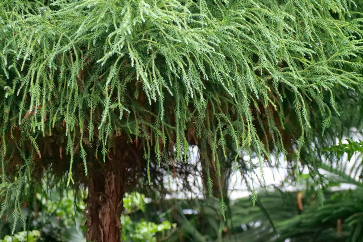 A coniferous tree.