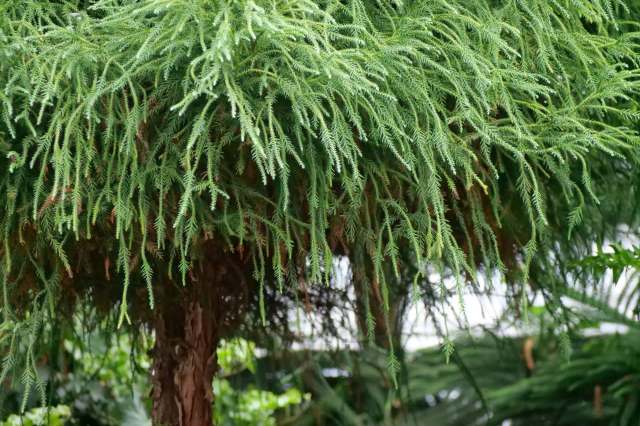 A coniferous tree.
