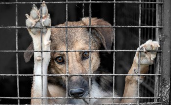 A dog looks out from behind a metal cage with its paw resting against the bars.