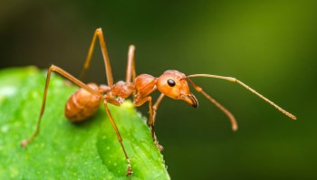 An ant.