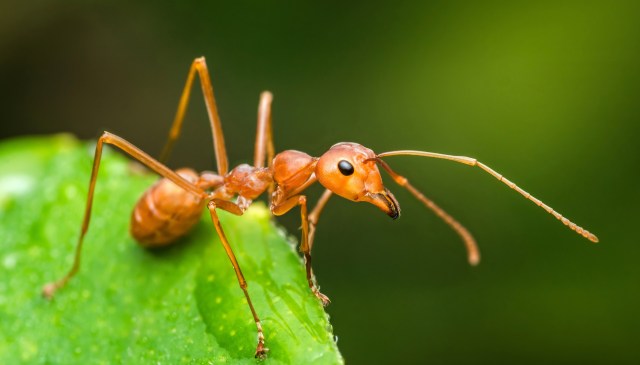 An ant.