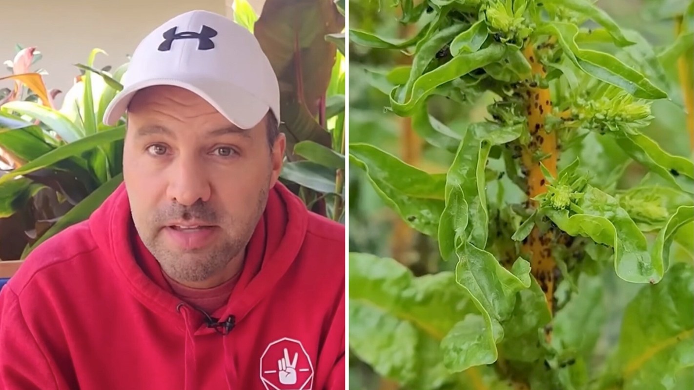A person sits in front of leafy plants, alongside a close-up of an infested green plant with aphids.
