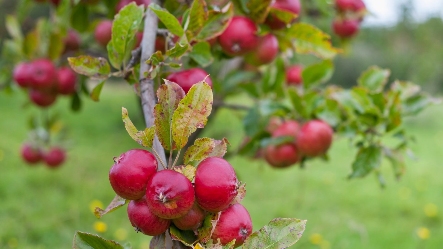 Red apples clustered on a branch with green leaves in a grassy background.
