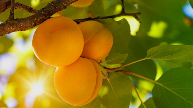 Three ripe apricots growing on a tree branch surrounded by green leaves.
