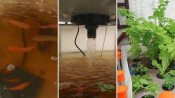 An aquaponics system featuring fish swimming in water, a water pump, and various leafy plants growing in planters.