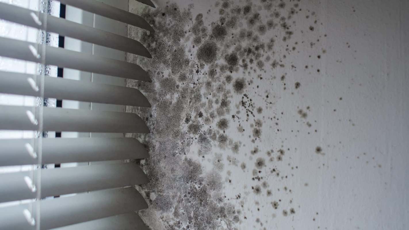 Mold growth on a wall near window blinds.