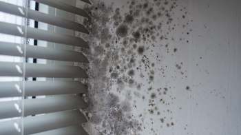 Mold growth on a wall near window blinds.