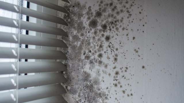 Mold growth on a wall near window blinds.