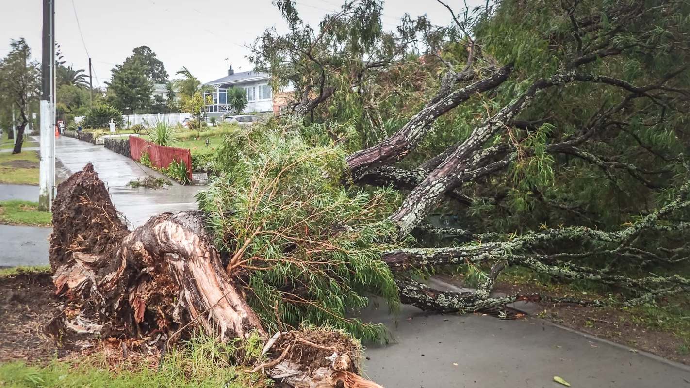 A large uprooted tree blocks a sidewalk in a residential area.