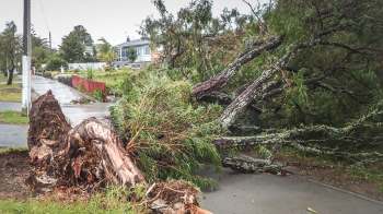A large uprooted tree blocks a sidewalk in a residential area.