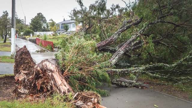 A large uprooted tree blocks a sidewalk in a residential area.