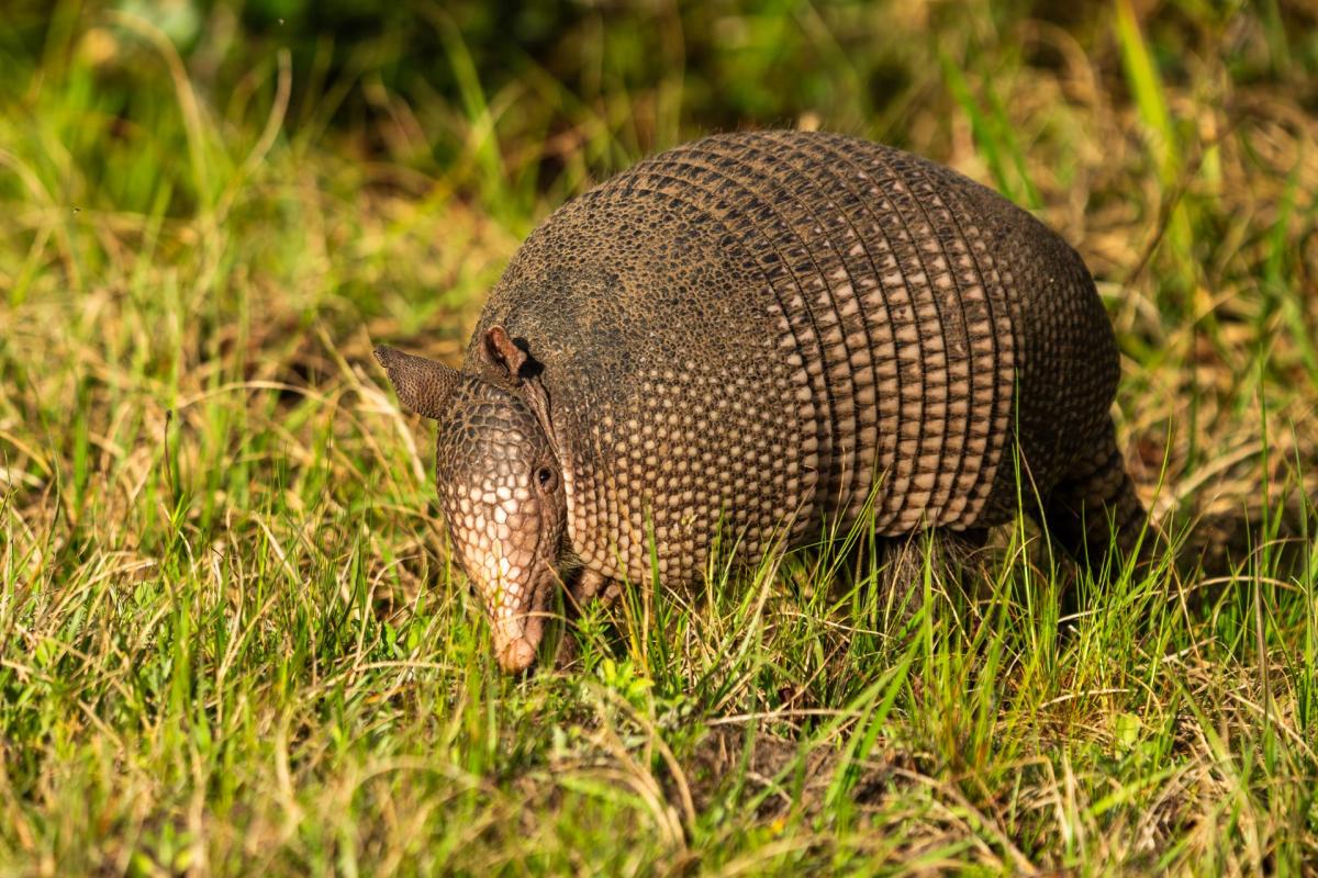An armadillo.