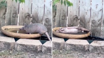 An armadillo in water.
