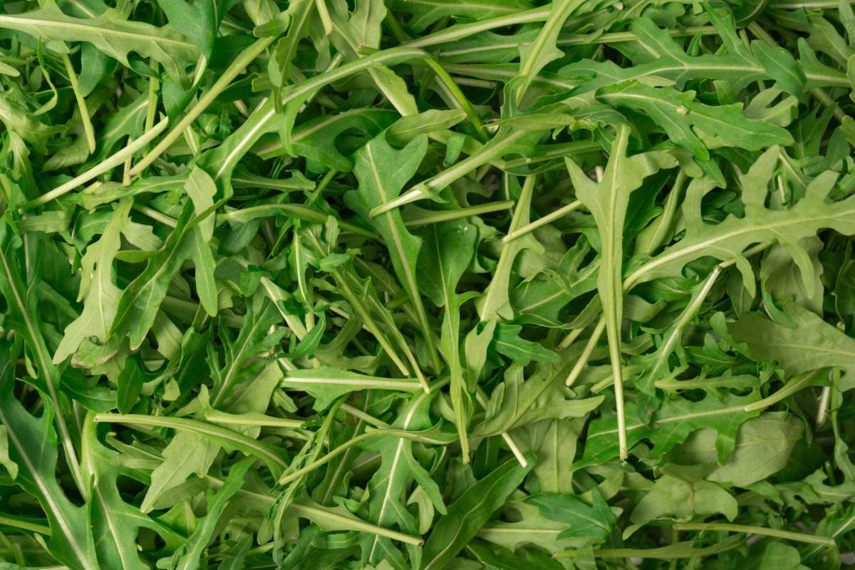 A dense pile of fresh arugula leaves.