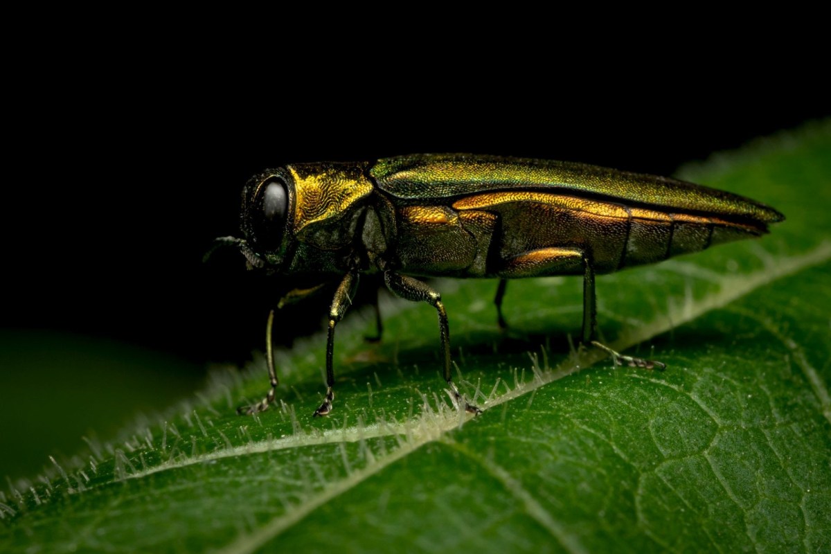 An emerald ash borer.