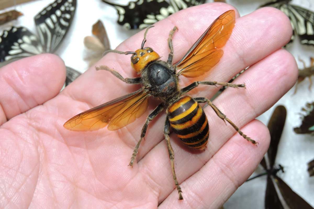 A large orange and black insect resting on a palm, surrounded by various butterfly specimens.