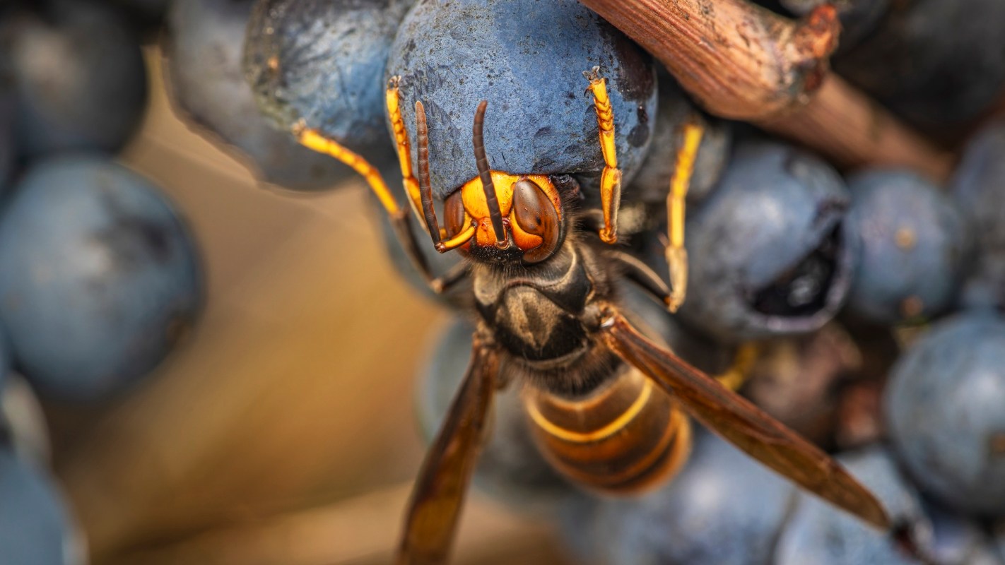 A yellow-legged hornet on blueberries.