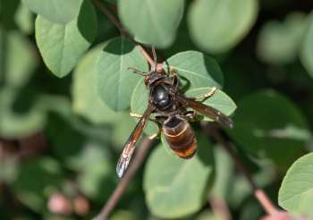 A wasp on leaves.