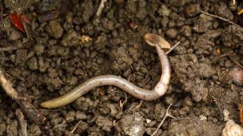 An Asian jumping worm, with its distinctive white band, on the surface of soil with small pebbles and organic material.