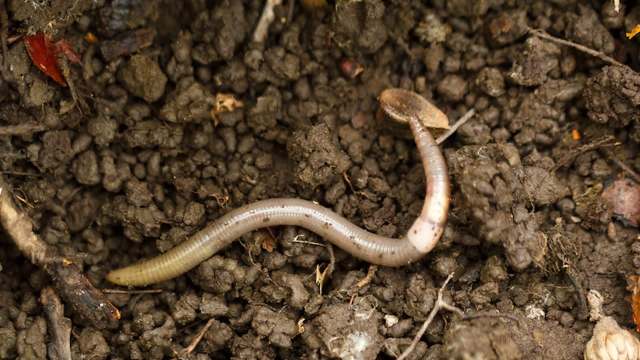An Asian jumping worm, with its distinctive white band, on the surface of soil with small pebbles and organic material.