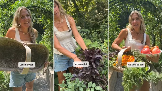 A woman harvesting her plants.
