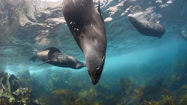 Three sea lions diving underwater.