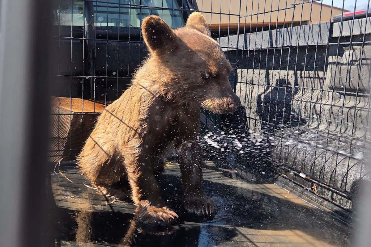 A bear cub sits in a cage with water spraying around it.