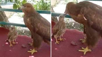 An eagle and a young falcon interact on a red surface outdoors.