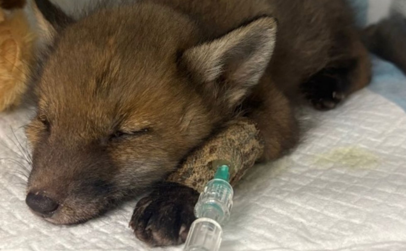 A sleeping fox with a syringe.