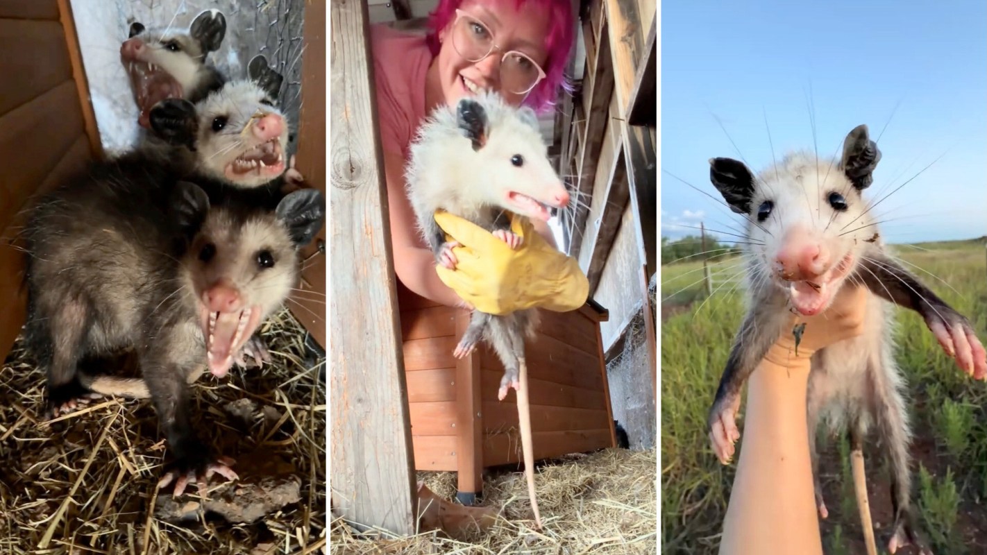 Three images featuring opossums, including one being held by a person and two in a nest.