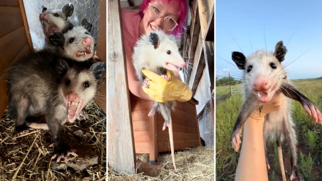 Three images featuring opossums, including one being held by a person and two in a nest.
