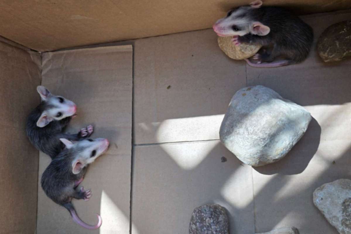 Three opossums are in a cardboard box with several rocks.