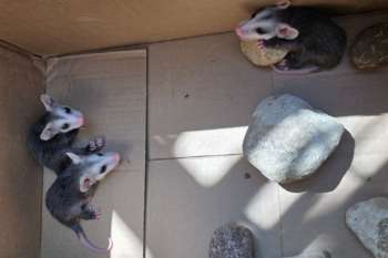 Three opossums are in a cardboard box with several rocks.
