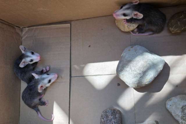 Three opossums are in a cardboard box with several rocks.