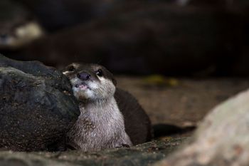 A baby otter.