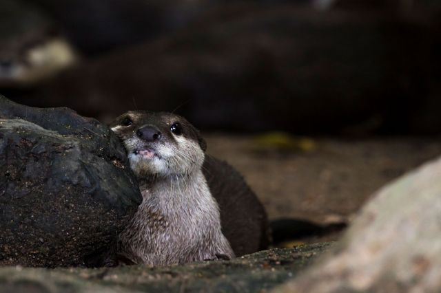 A baby otter.