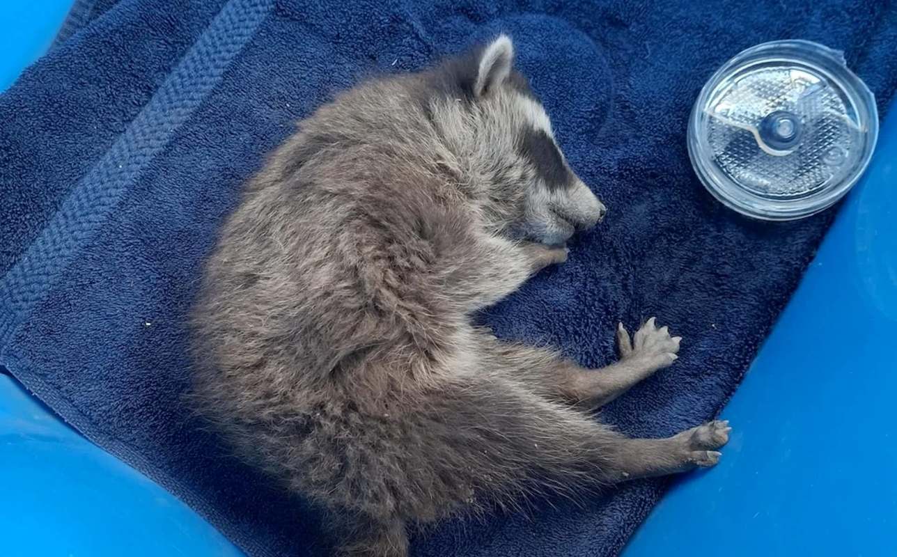 A baby raccoon sleeping on a towel.